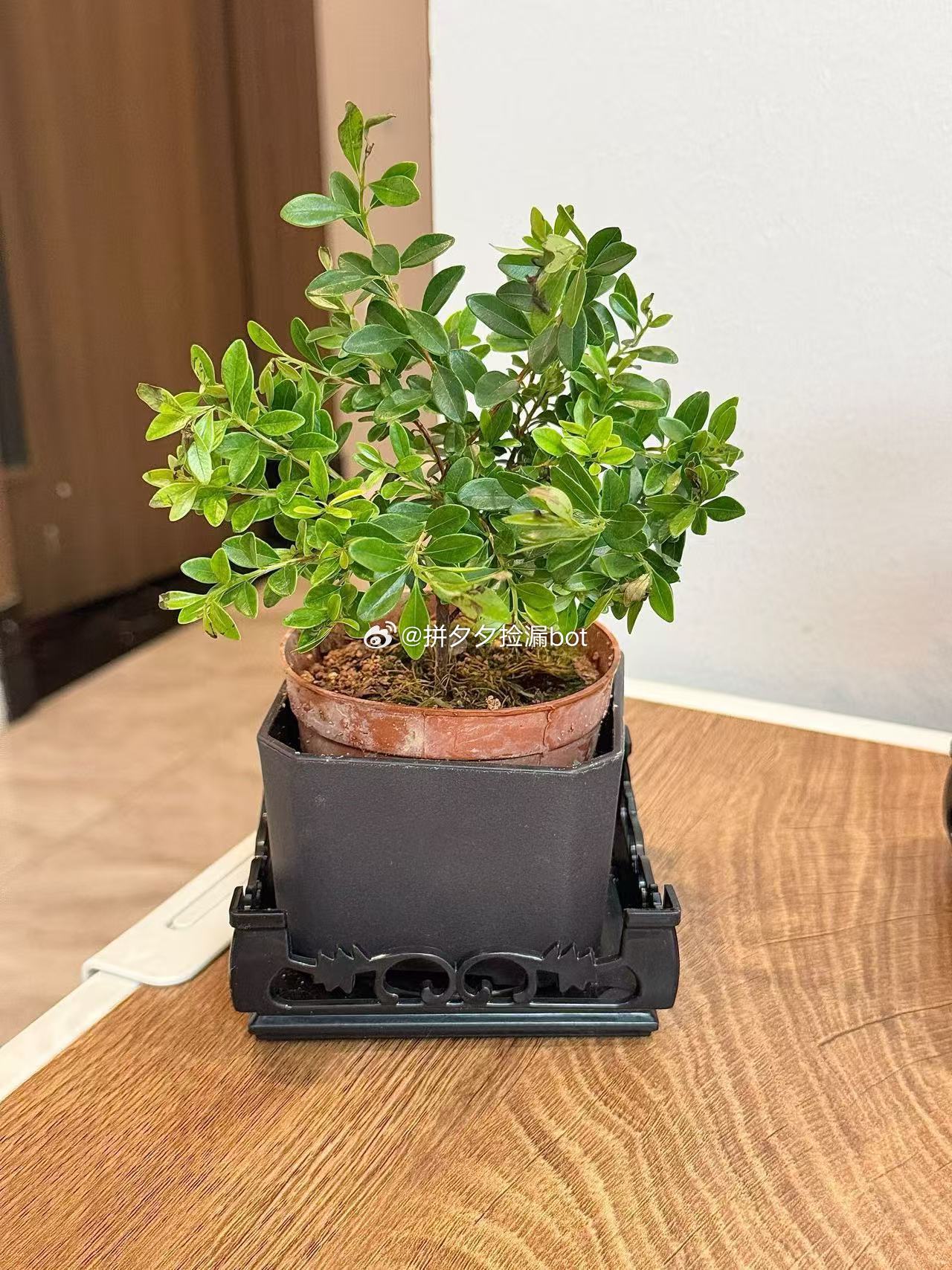 小叶赤楠绿植盆景1盆 9.9爱分享-fenxiang爱分享