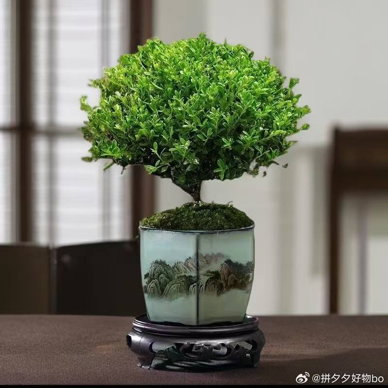 小叶赤楠绿植盆景 9.9爱分享-fenxiang爱分享