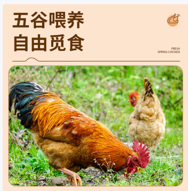 浪阁鲜 散养童子鸡1.4斤*2只 领 拍 浪阁鲜散养童子鸡 2只净重2.8斤 新鲜现杀土鸡走地鸡小公鸡 - 线报酷 浪阁鲜 散养童子鸡1.4斤*2只 领 拍 浪阁鲜散养童子鸡 2只净重2.8斤 新鲜现杀土鸡走地鸡小公鸡 - 线报酷