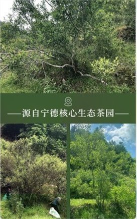 茗峙茶叶 荒野贡眉50g*1罐 下券后 39.9元 赠茶叶50g*2罐 非遗技艺制作爱分享-fenxiang爱分享