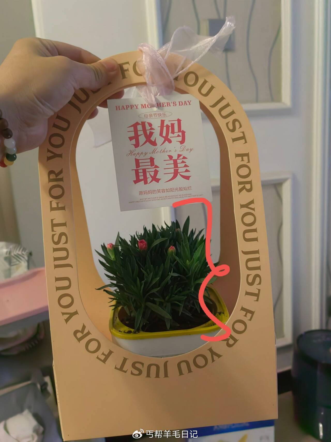 丐友反馈 猫超的鲜花爱分享-fenxiang爱分享
