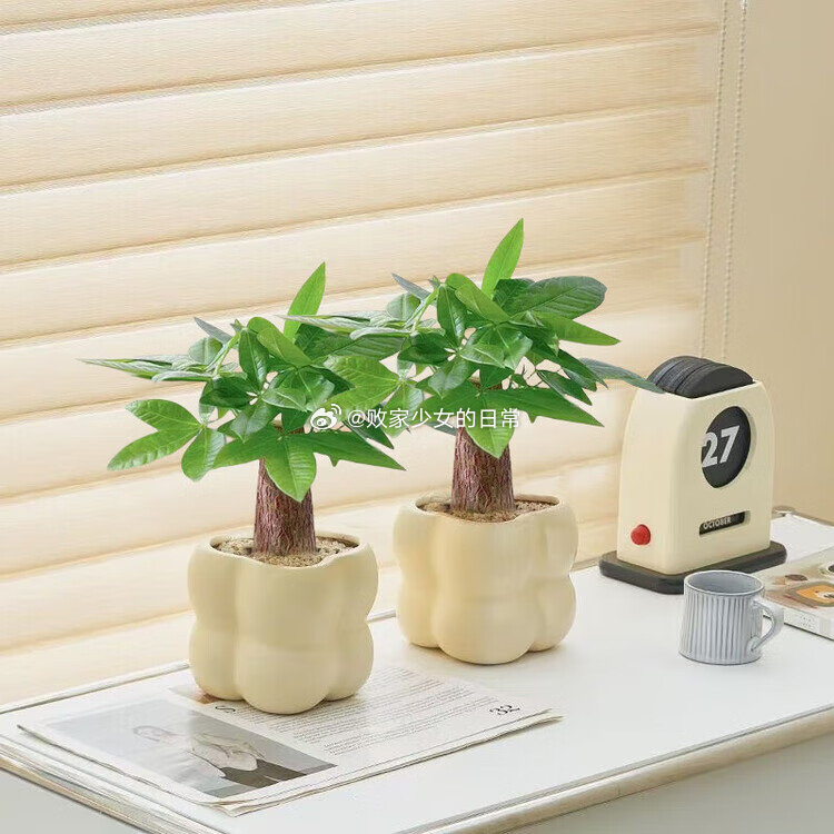 顾植发财树盆栽+云朵盆两盆装 领8劵 叠加1首购礼金 到手9.9 华味亨500g千梅工坊一袋梅混合 - 线报酷 顾植发财树盆栽+云朵盆两盆装 领8劵 叠加1首购礼金 到手9.9 华味亨500g千梅工坊一袋梅混合 - 线报酷