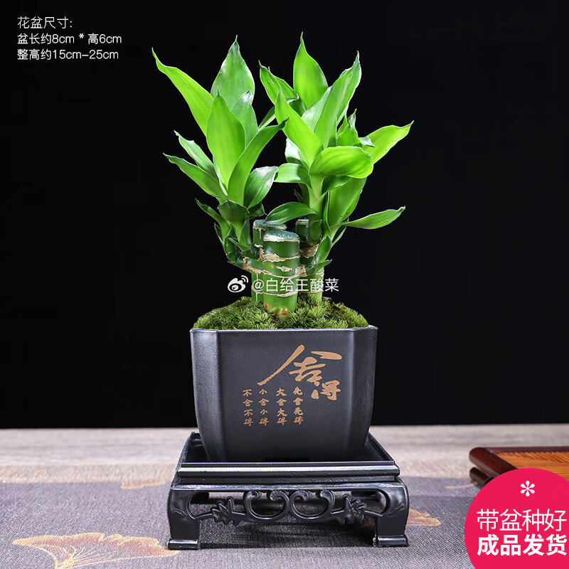 幼薇 富贵竹丛林 四方舍得PVC盆 方形底盘 幼薇 文竹 四方舍得PVC盆 方形底盘爱分享-fenxiang爱分享