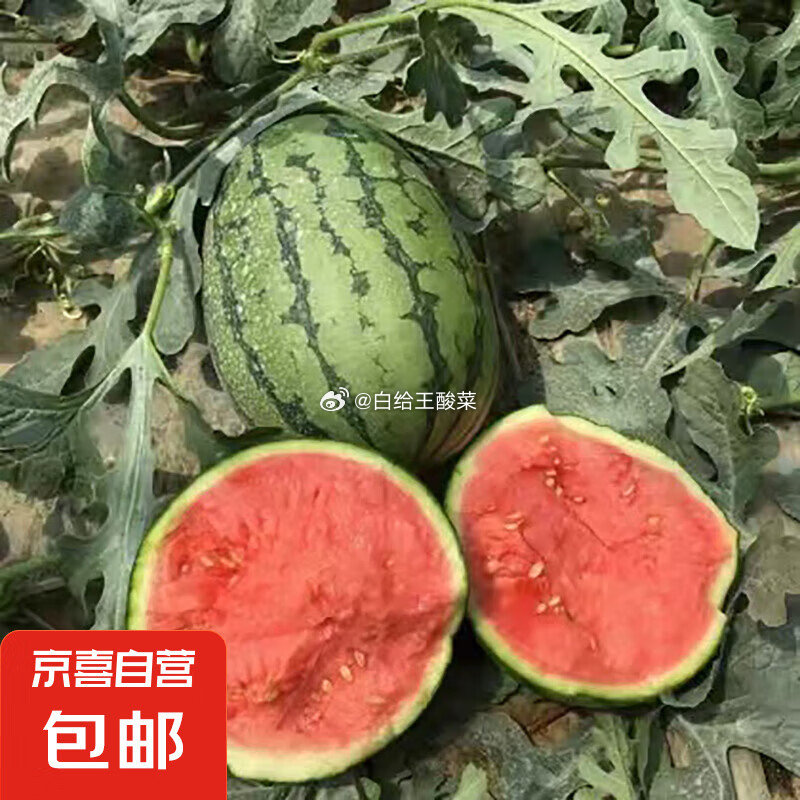 跳转APP浏览掉落或者加入购物车砸金蛋5-5卷 0.7元西瓜 现摘现发2k西瓜当季手剥薄皮小糖丸西瓜新鲜水果冰糖子小西瓜爱分享-fenxiang爱分享