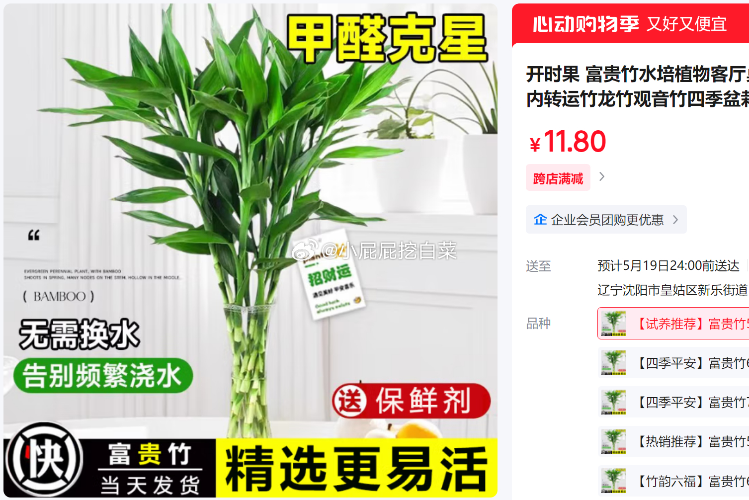 拆红包第二/三次概率中园艺9券 省省卡2券 开时果 富贵竹水培植物 富贵竹50-60cm爱分享-fenxiang爱分享